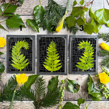 Fern mosaic